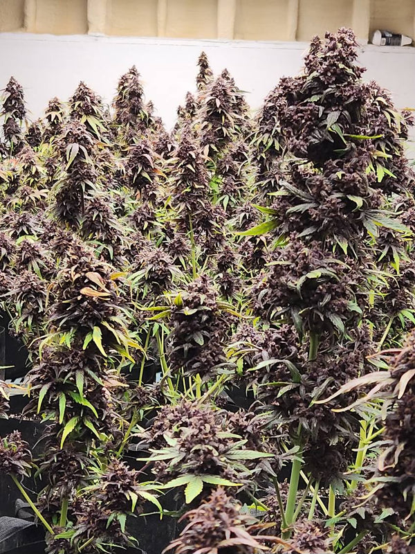 Ultra Pink CBD Seeds