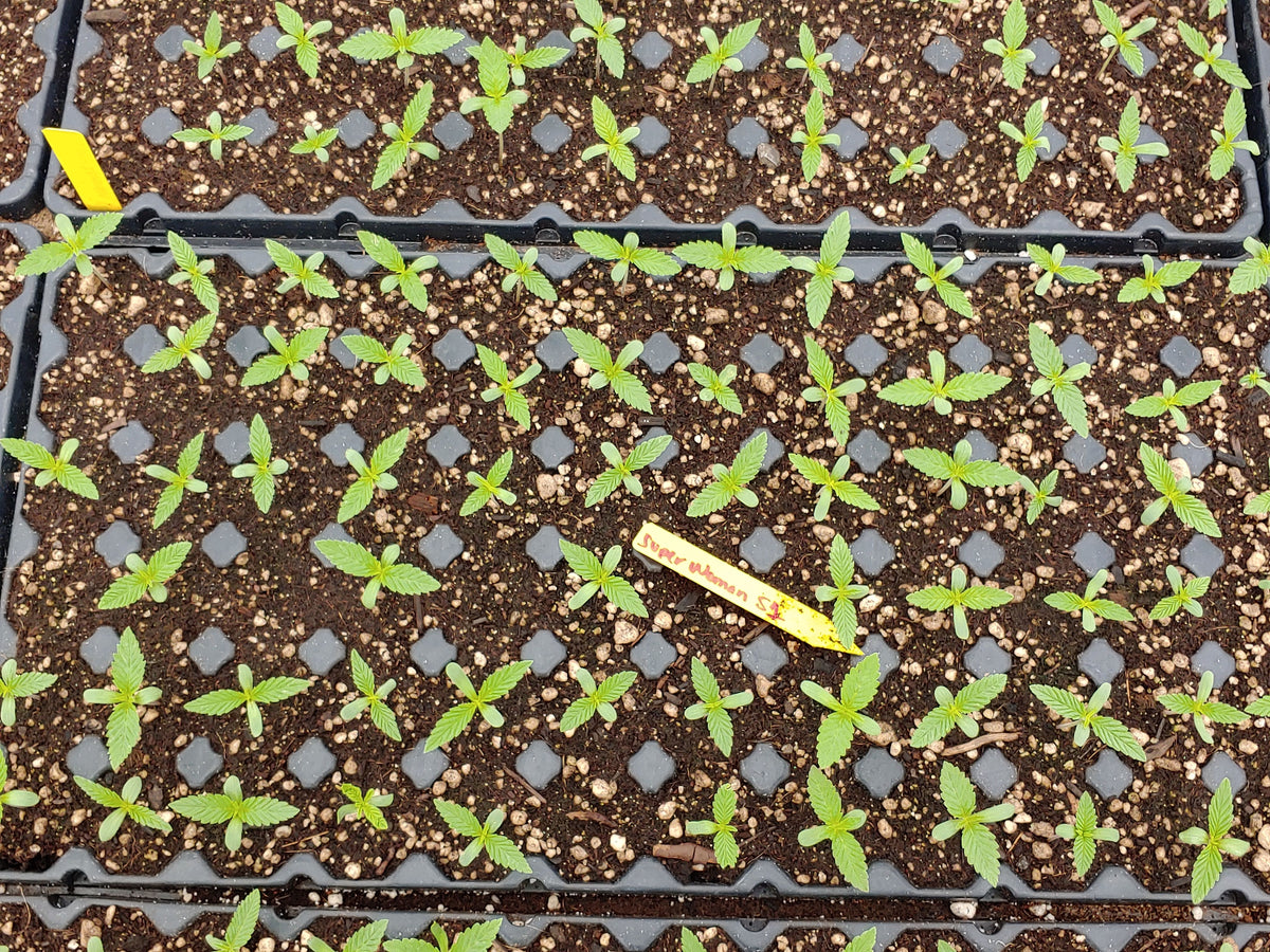 Vetting Your Seed Source
