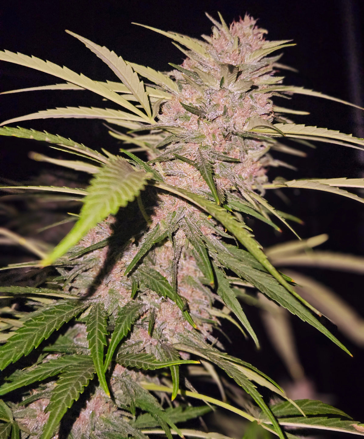 Cakeberry Brulee Strain: Effects, Flavors & More