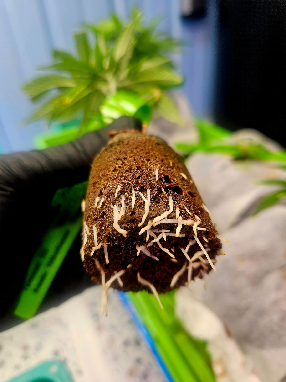 Feminized Autoflower Seeds: The Ultimate Guide