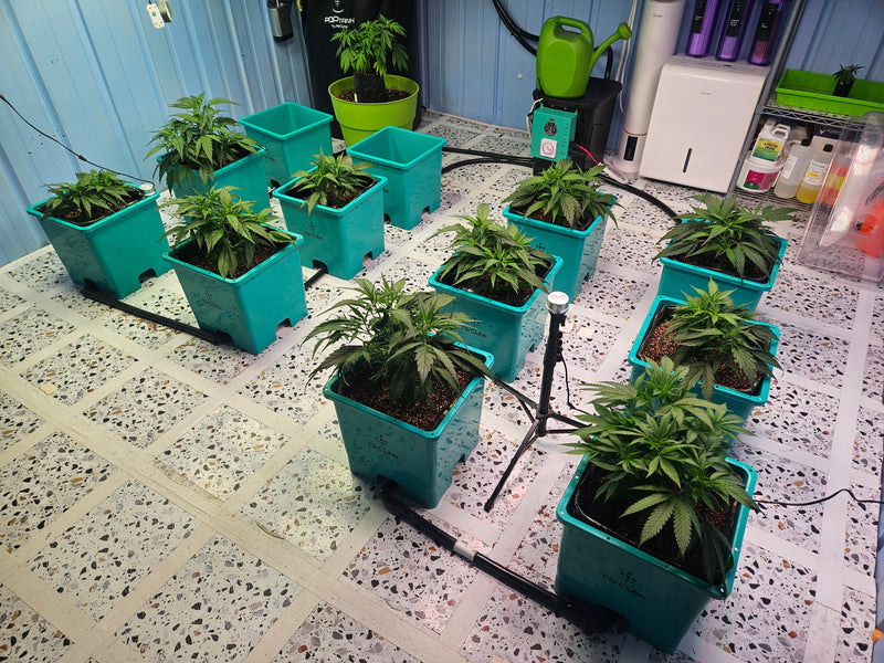 The Essential Guide to Growing CBG Seeds