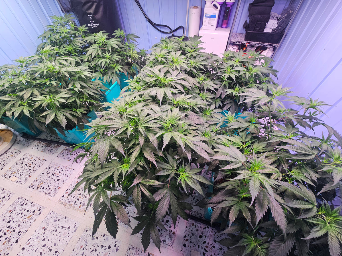 The Ultimate Guide to Growing Cannabis from Seed Indoors