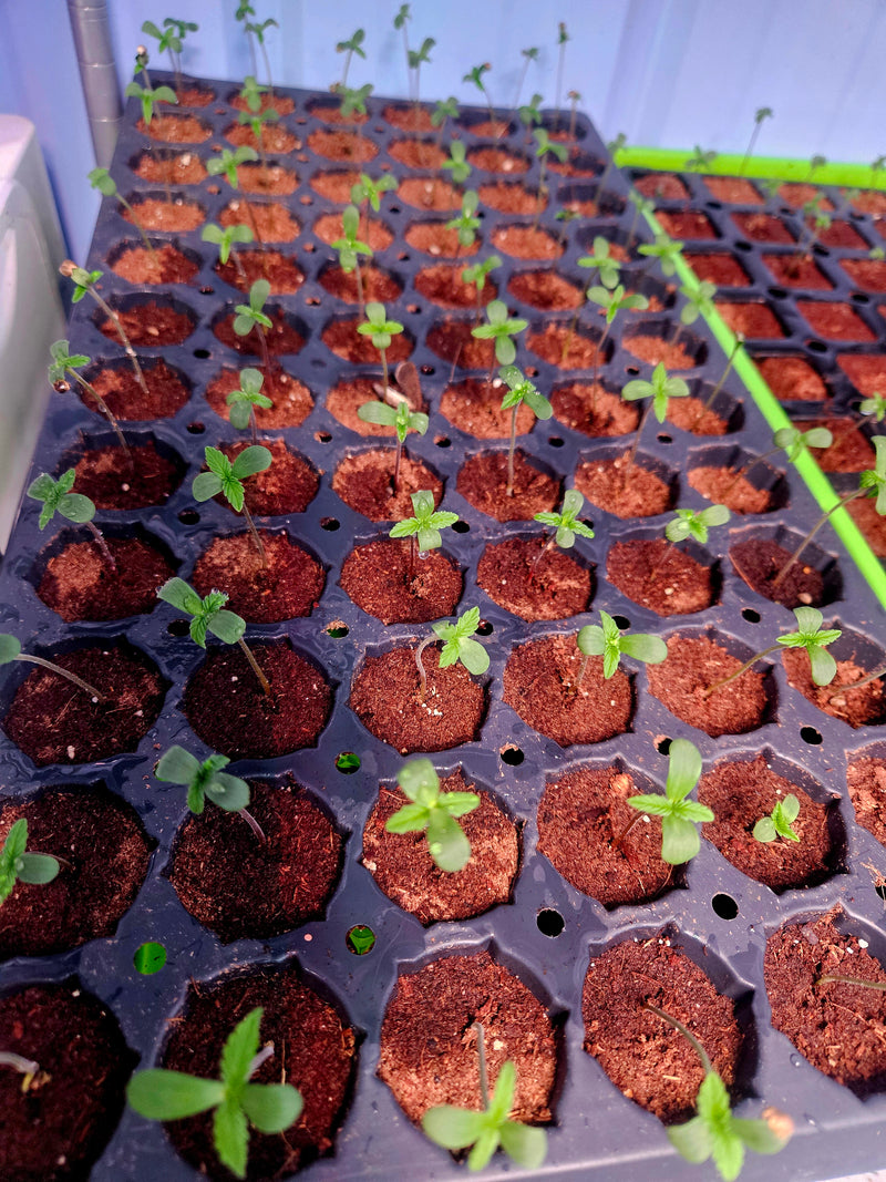 High-Yield Autoflower Seeds: Your Complete Grow Guide