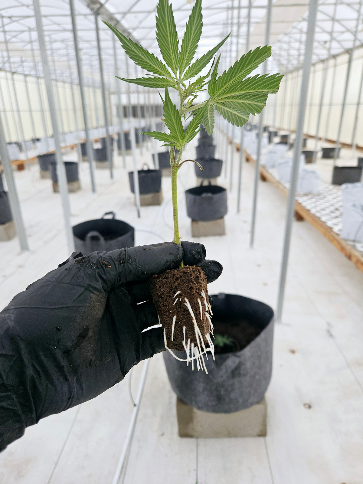 Top US Weed Seed Banks: Find the Best Seeds