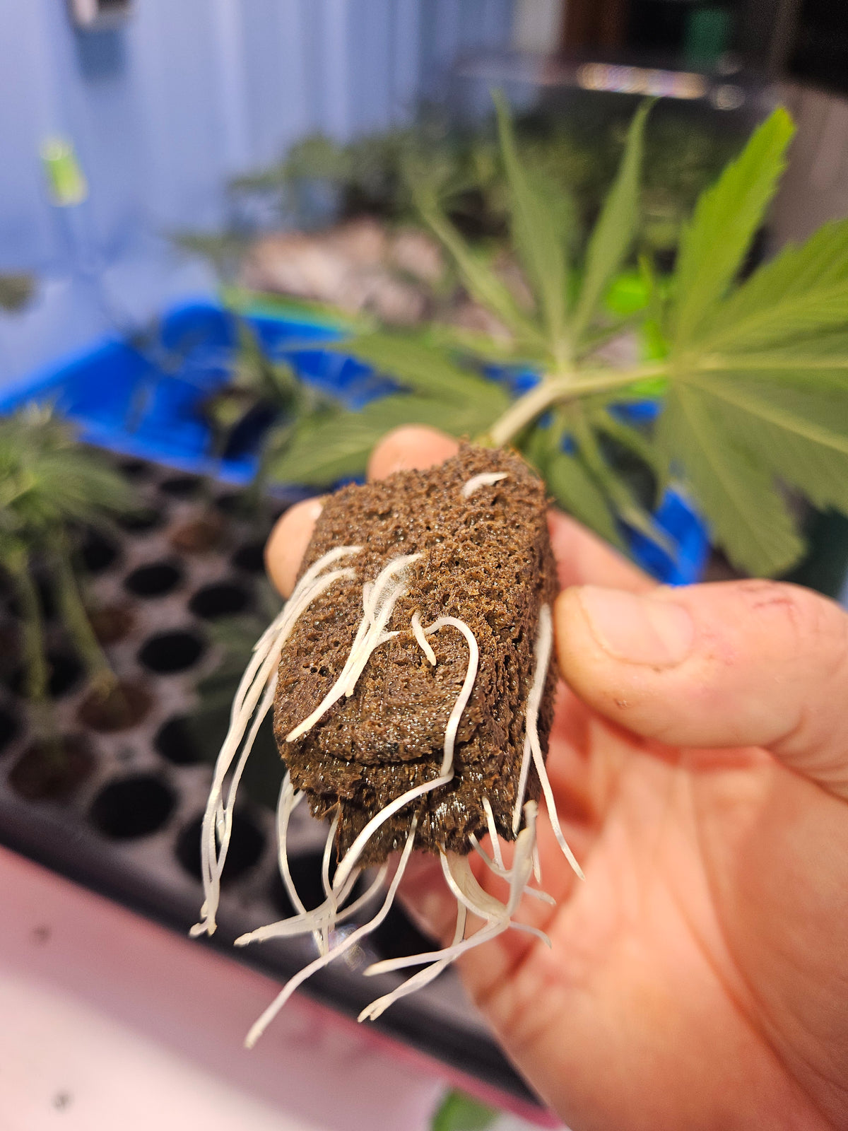 Best Short Cannabis Plant Strains & Growing Tips