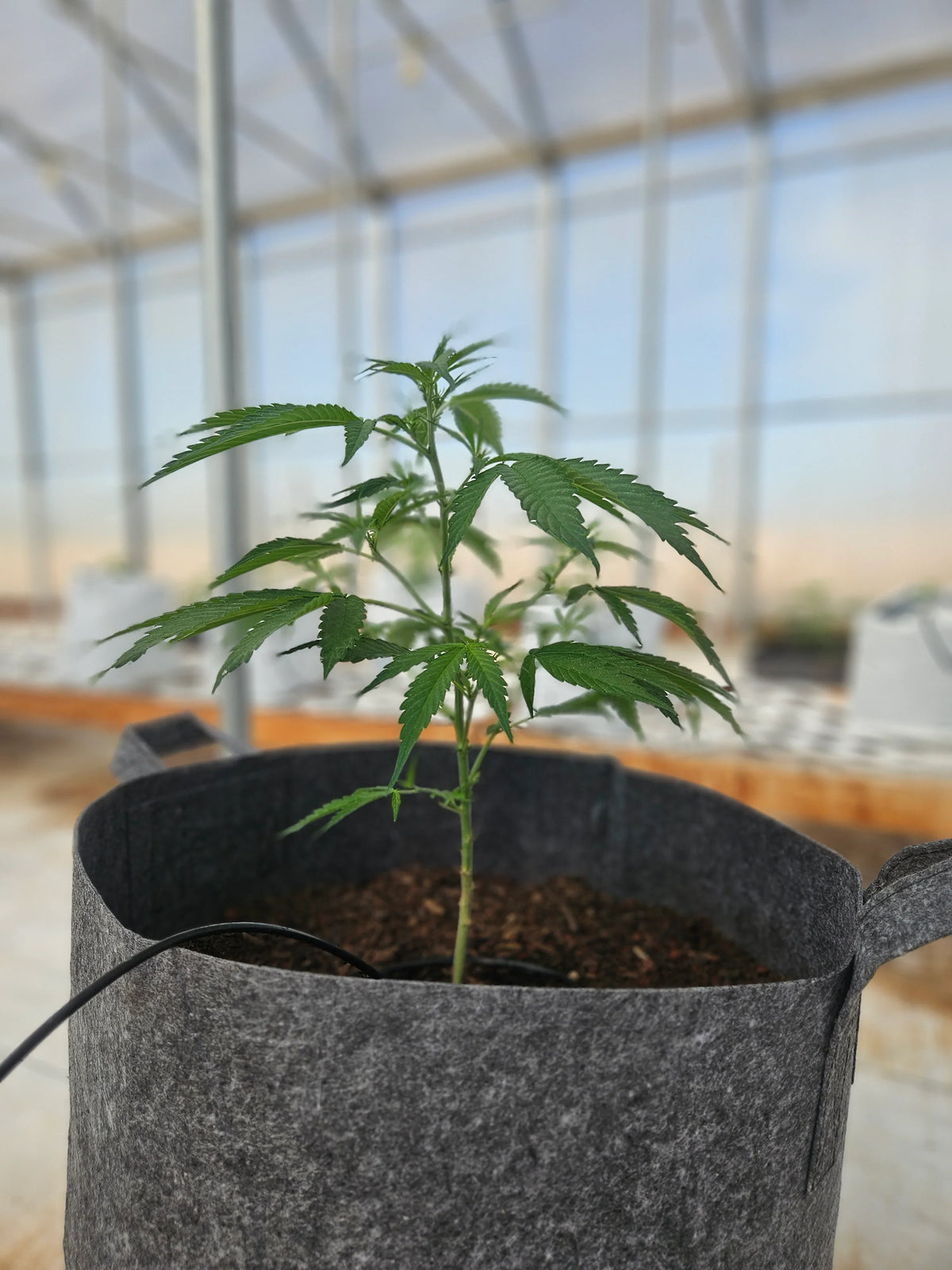 THCA Seeds vs. THC Seeds: What Growers Need to Know