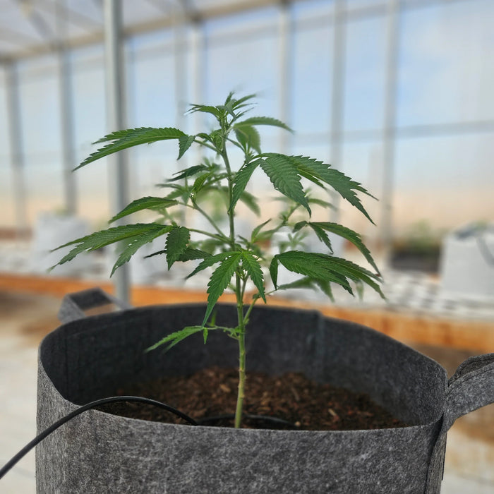 THCA Seeds vs. THC Seeds: What Growers Need to Know