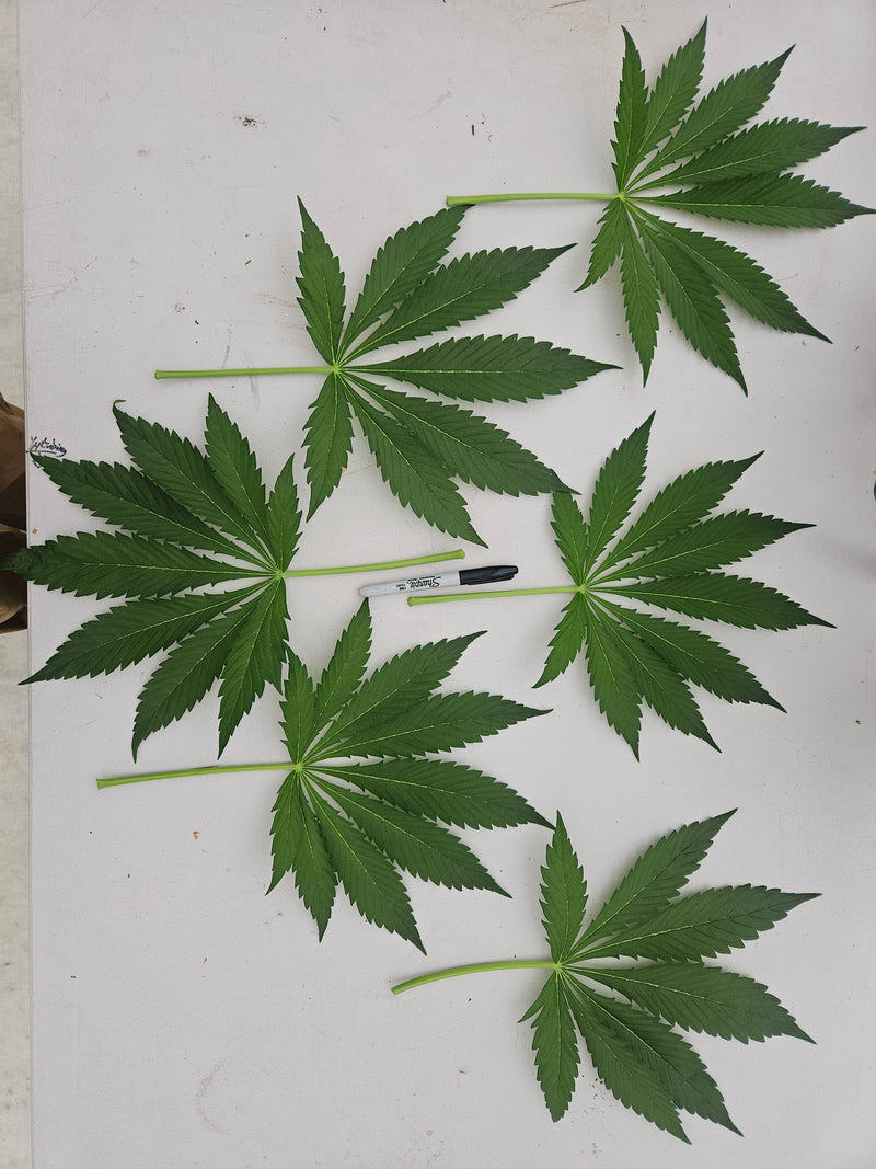 How to Start Autoflower Seeds The Right Way