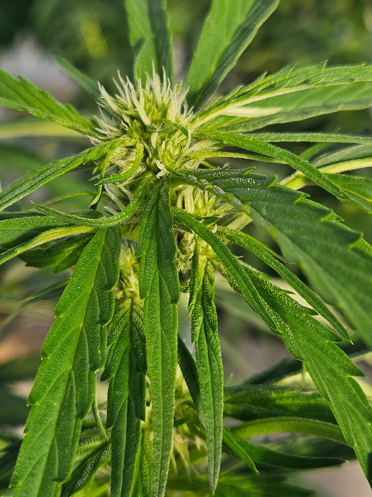 Red Poison Strain: Effects, Aroma & Grow Tips