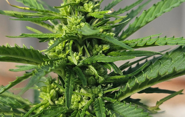 Top High-CBG Strains: Benefits, Growing, and Where to Buy
