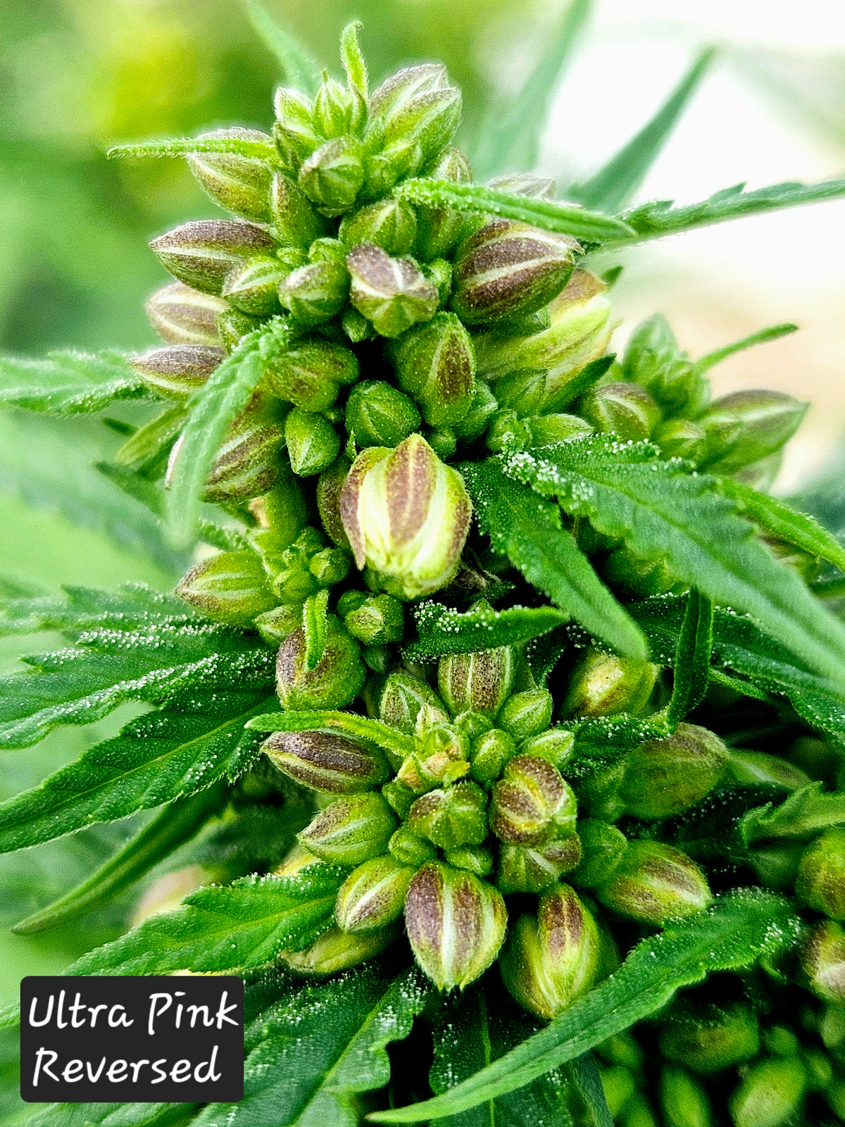 Tropicanna Poison Strain: Complete Guide (Grow & Consume)