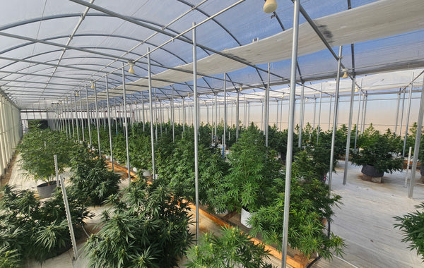 How to Germinate Autoflower Seeds: A Simple Guide