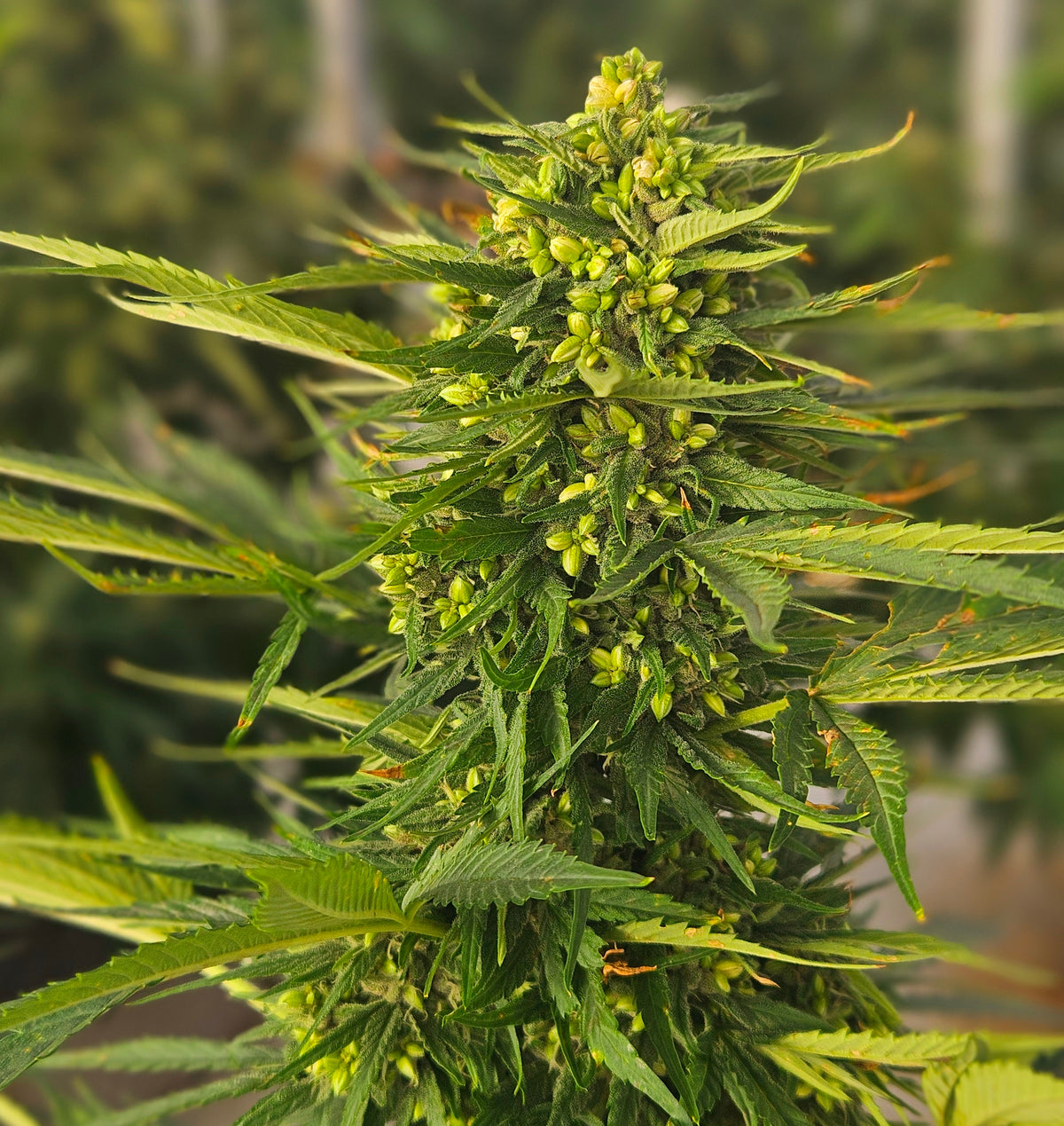 Type 4 Cannabis Seeds: Your Complete Guide