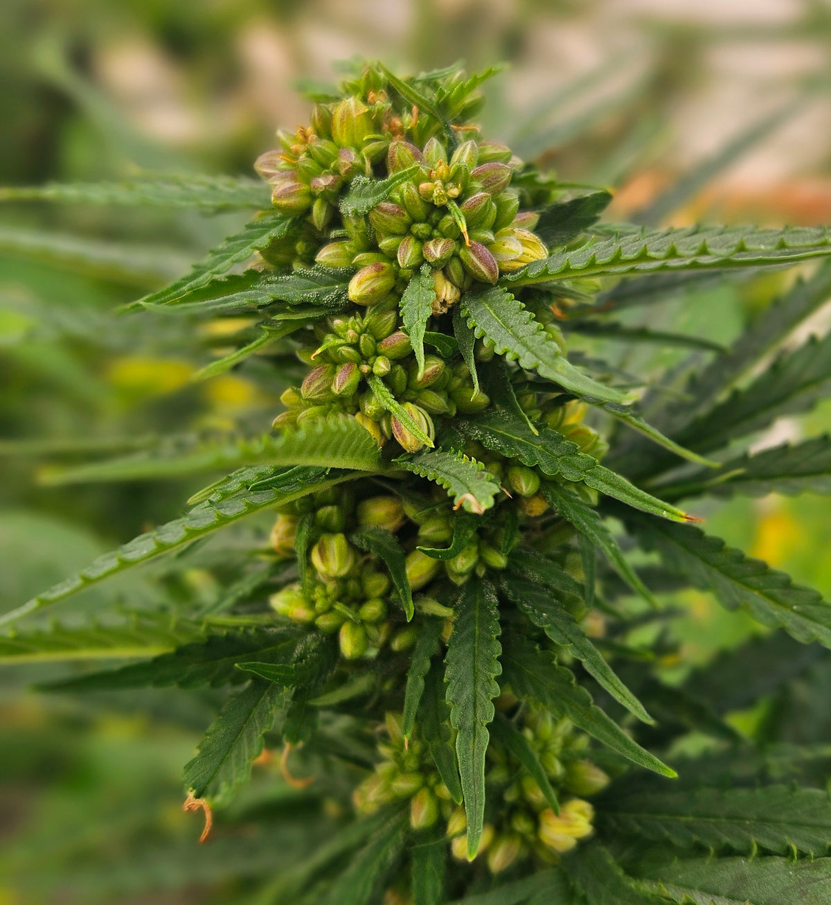 Autoflower vs. Feminized Seeds: Key Differences Explained