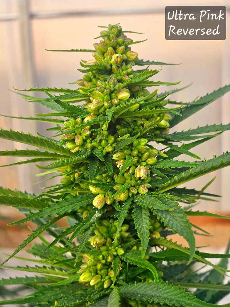 Sour G Strain: Effects, Genetics & Grow Tips