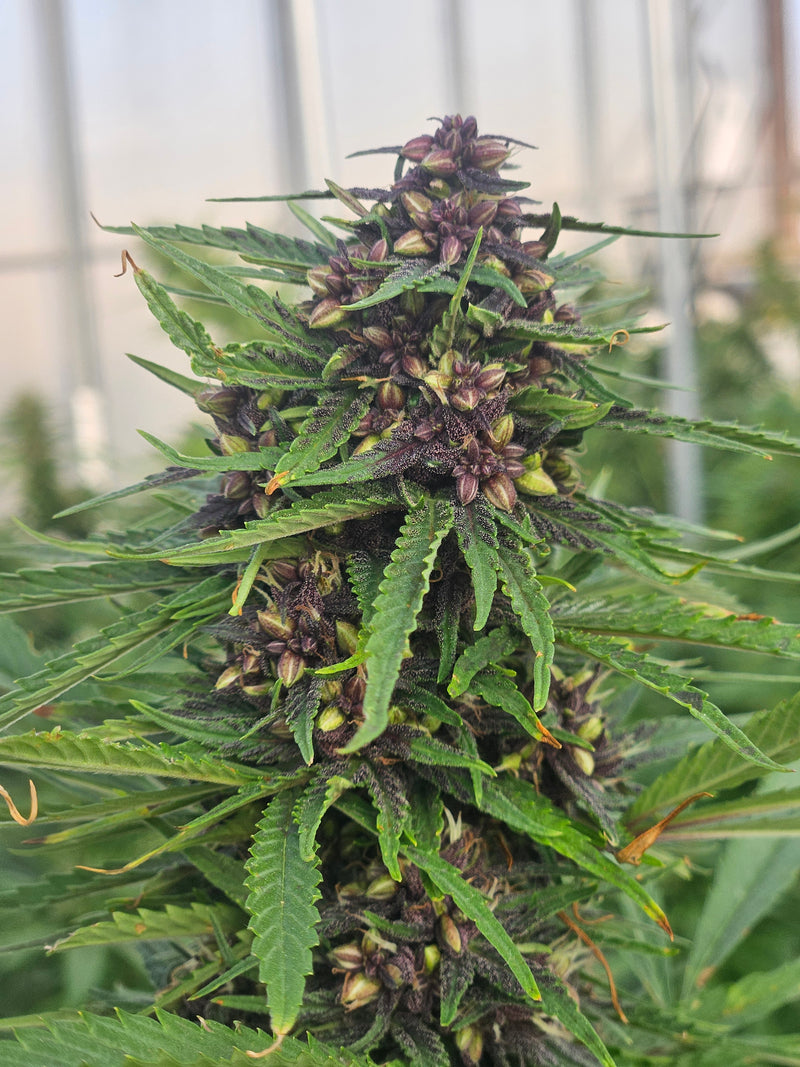 The Ultimate Guide to Landrace Strain Seeds