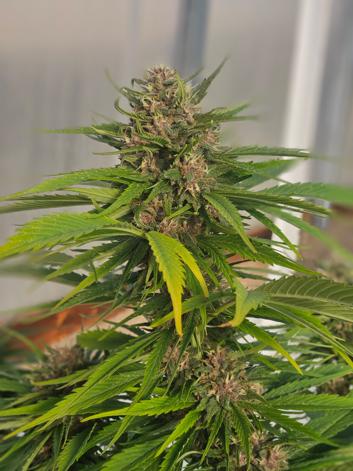 Cheap Auto Seeds: The Ultimate Grower's Guide