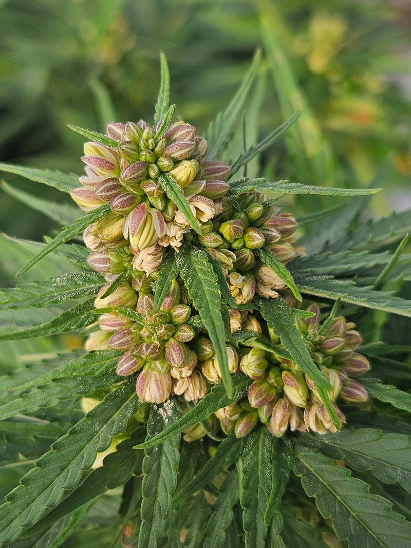Fast Plant Growing Methods: Get a Quick Harvest