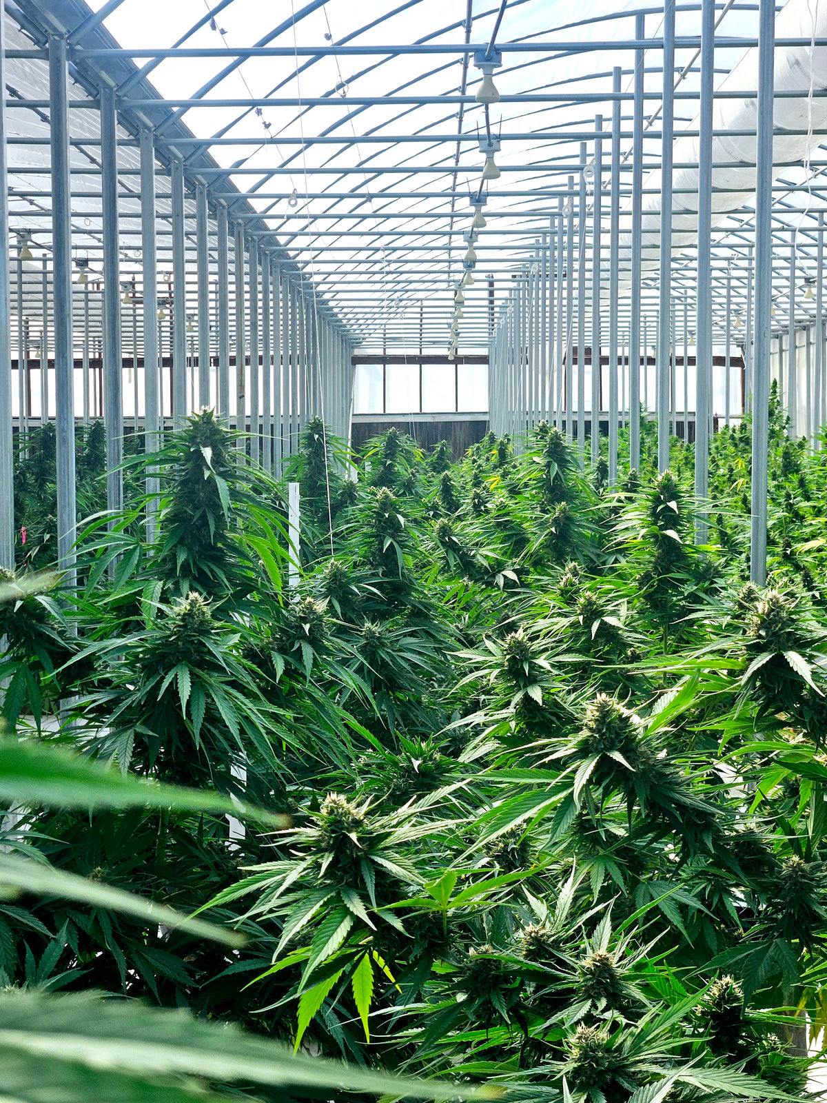 Best Yield Autoflower Seeds: Grow Massive Buds