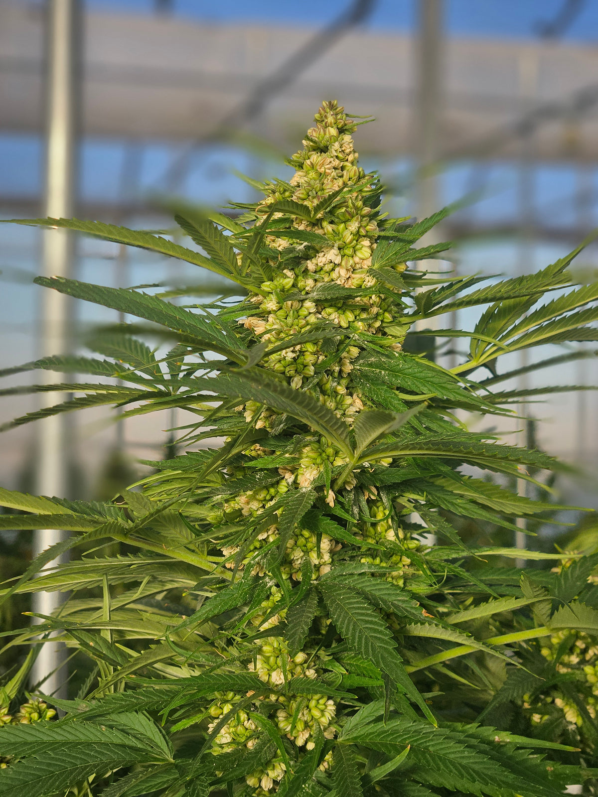 Best Feminized Autoflower Seeds: 7 Premium Seed Banks