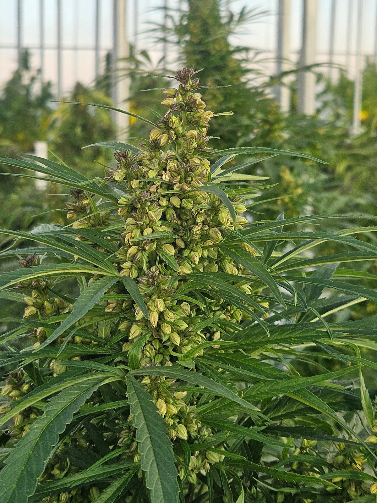 Top 5 High THCV Strains: Benefits and Effects