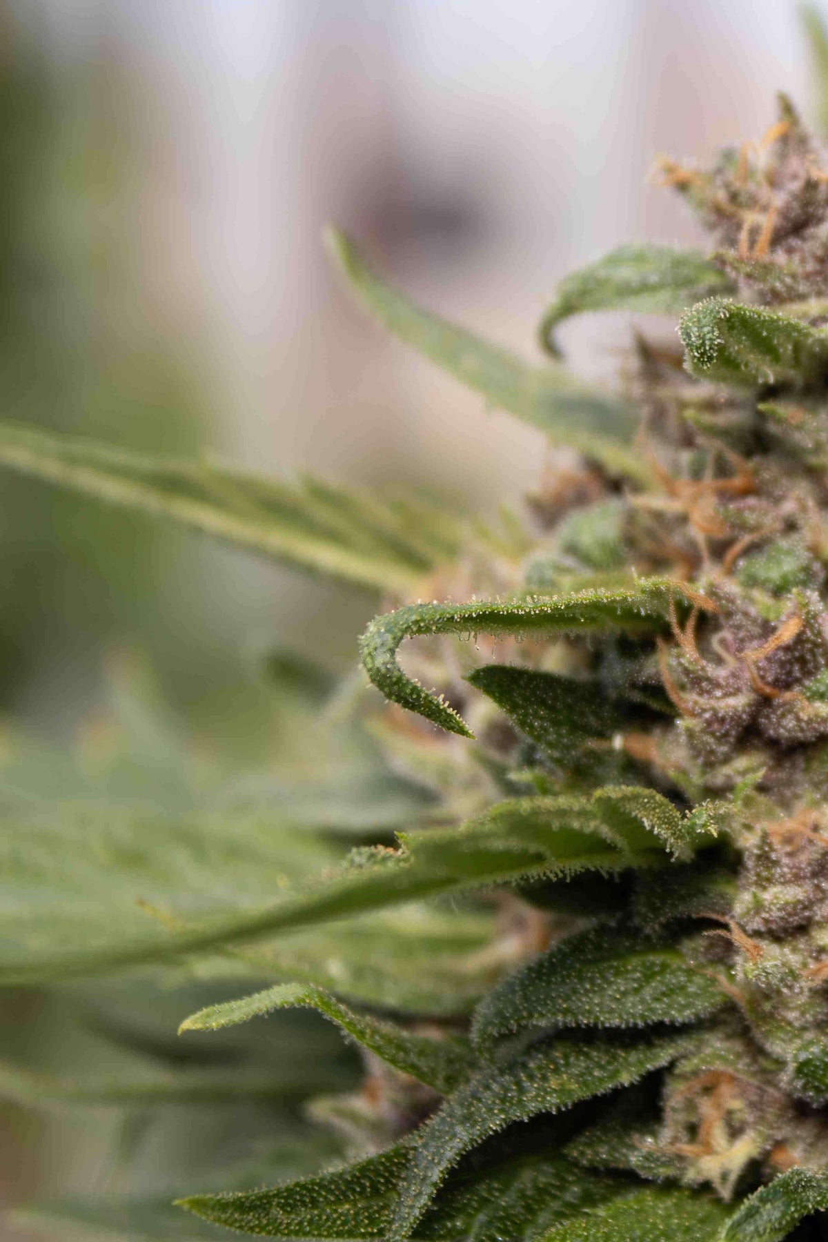 How to Grow Cannabis at Home: A Step-by-Step Guide