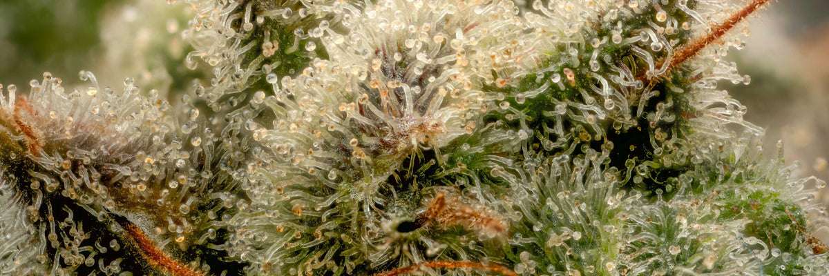 A Complete Guide to the Autoflower Lifecycle