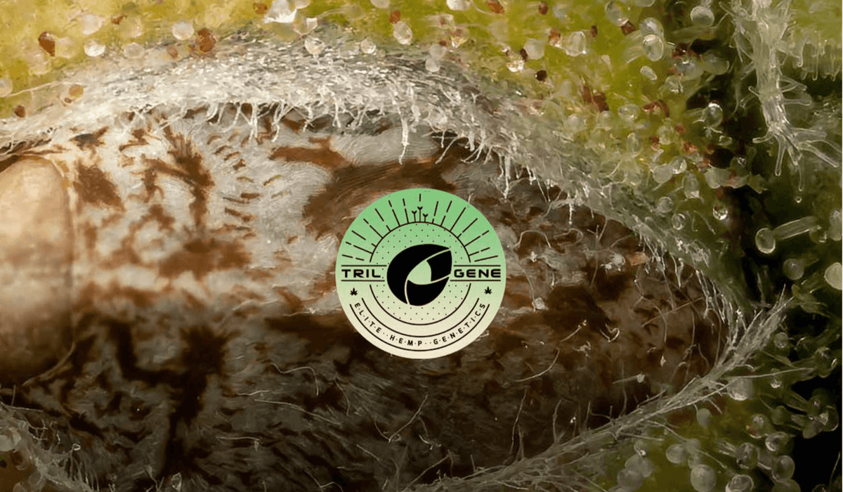 Autoflower Cannabis Seeds: Your Complete Growing Guide