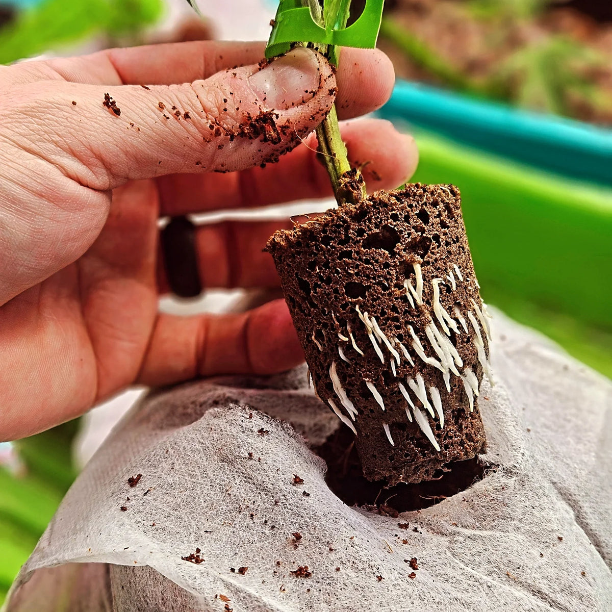 The Complete Guide to Autoflower Weed Seeds