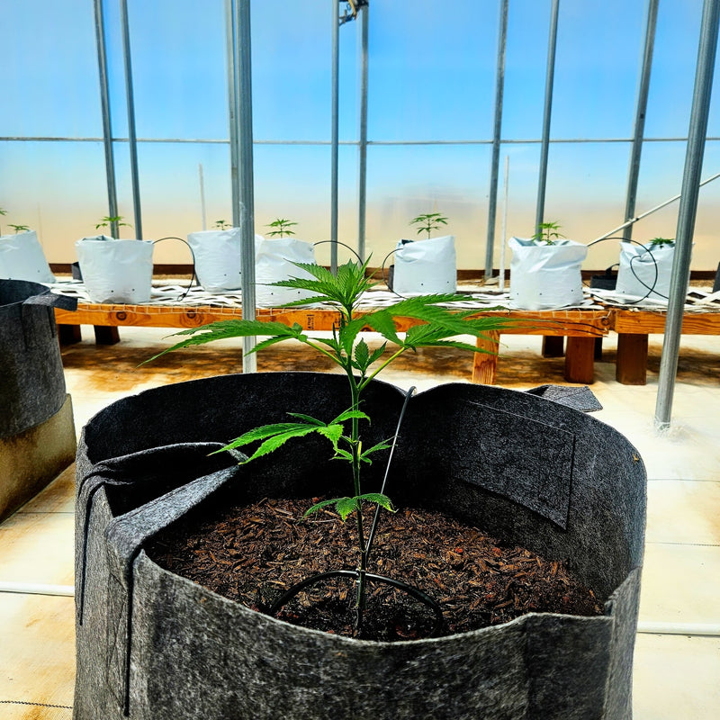 7 Best Cheap Seed Banks You Can Actually Trust