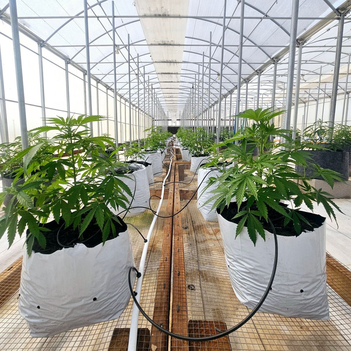 Top 8 Autoflower Seed Banks for Premium Cannabis Genetics