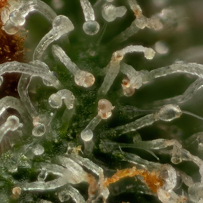 Feminized Hemp Seeds Vs. Seedlings Vs. Clones