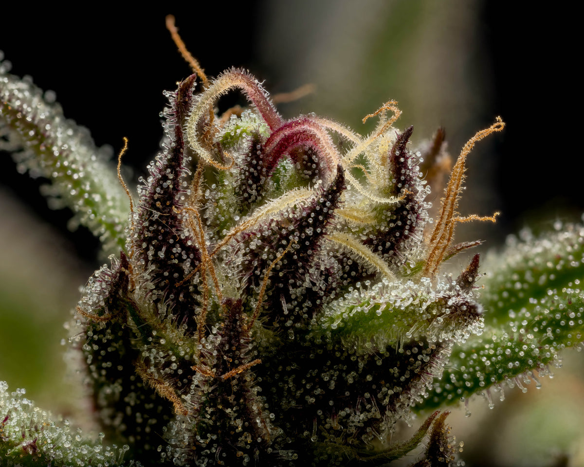Best Feminized Seeds for Your Next Harvest