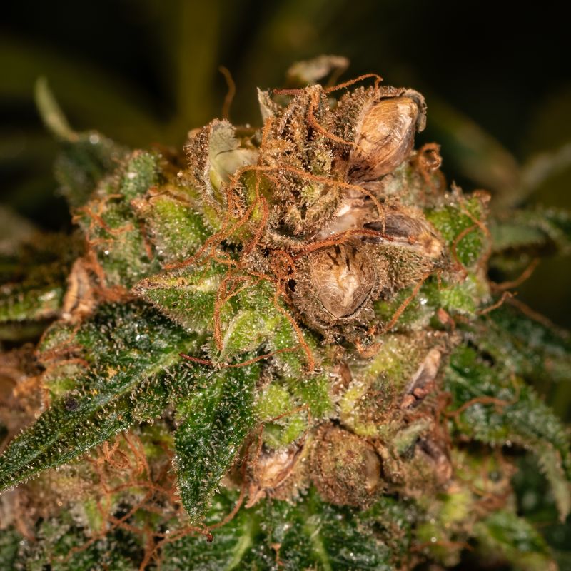 Cannabis flower with visible seeds and resin, created using Trilogene Seeds.