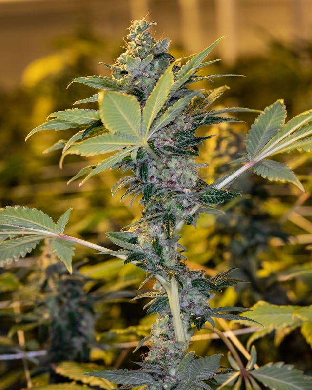 Triploid vs Diploid Cannabis: Why Triploid Seeds are the Future of Growing