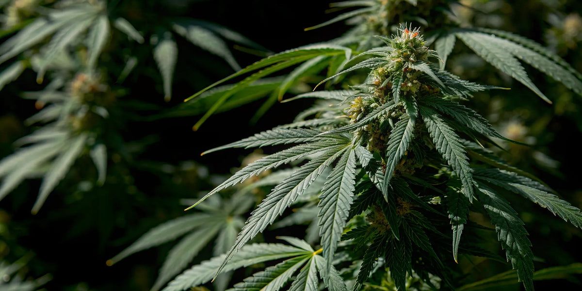 Healthy cannabis plant grown from a feminized seed.