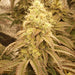 Socrates Sour cannabis seeds being grown indoors under LEDs