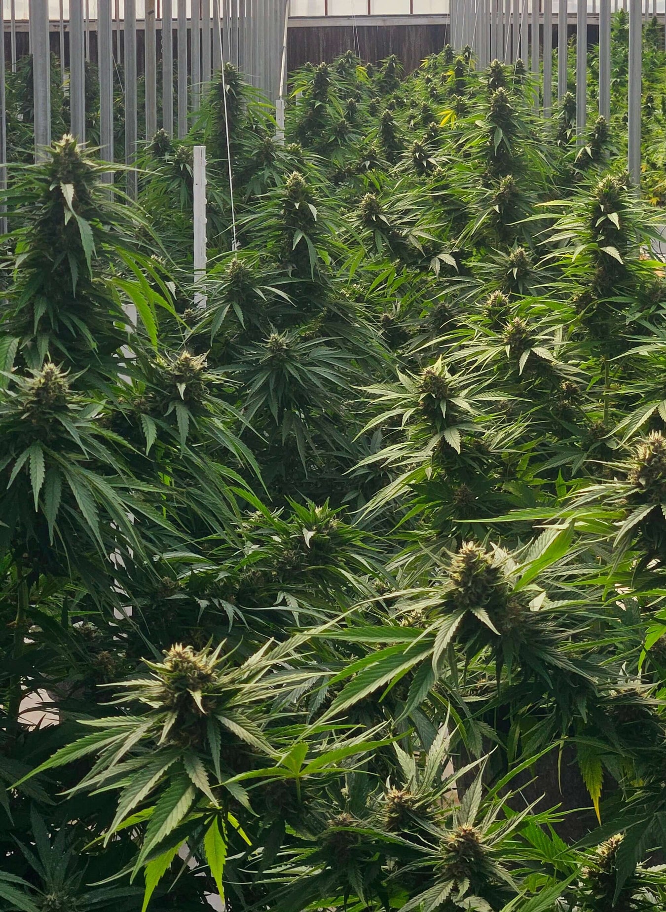 CBD Seeds