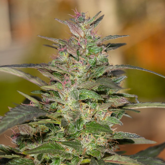 Fireball Hemp Seeds