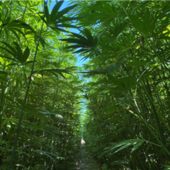 Han Ne Hemp Seeds