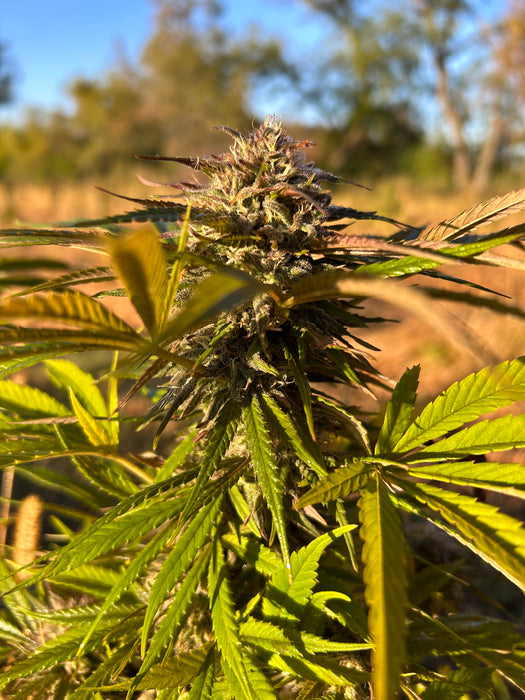 High C CBD Seeds