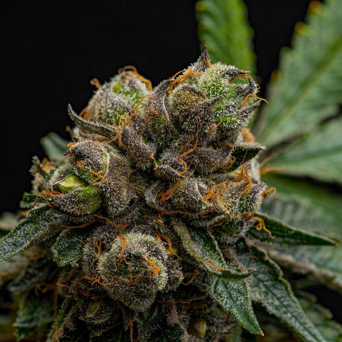 Indigo Sol CBD Seeds