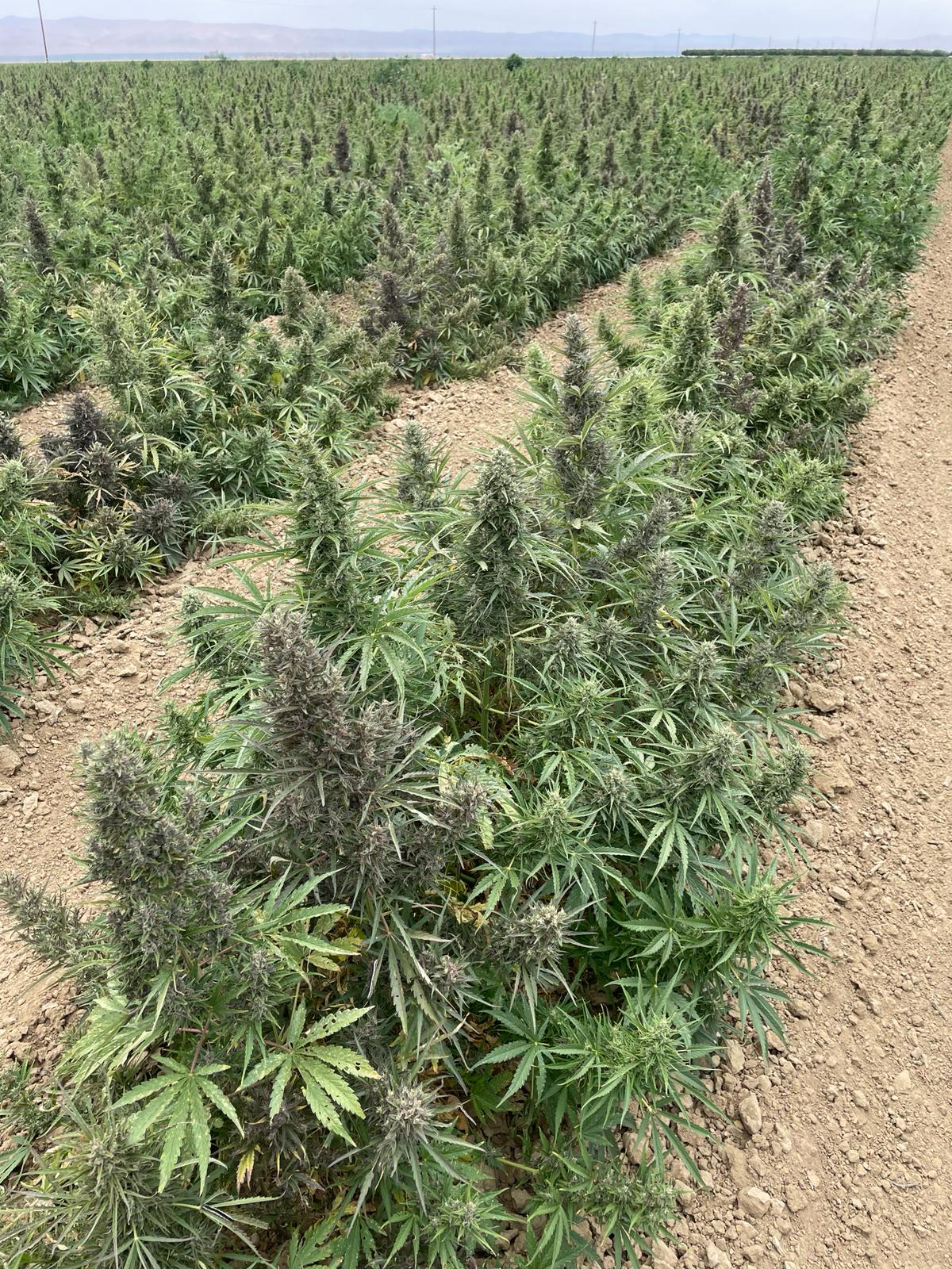 Buy One Get One Free Seeds