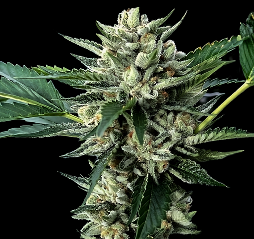 The Honey Badger Feminized Cannabis Seeds