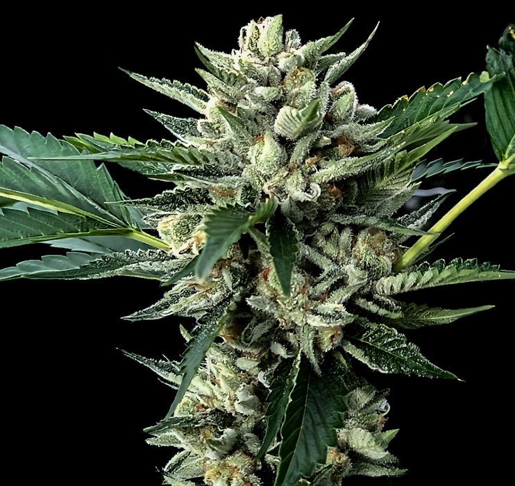 The Honey Badger Feminized Cannabis Seeds