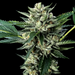The Honey Badger Feminized Cannabis Seeds