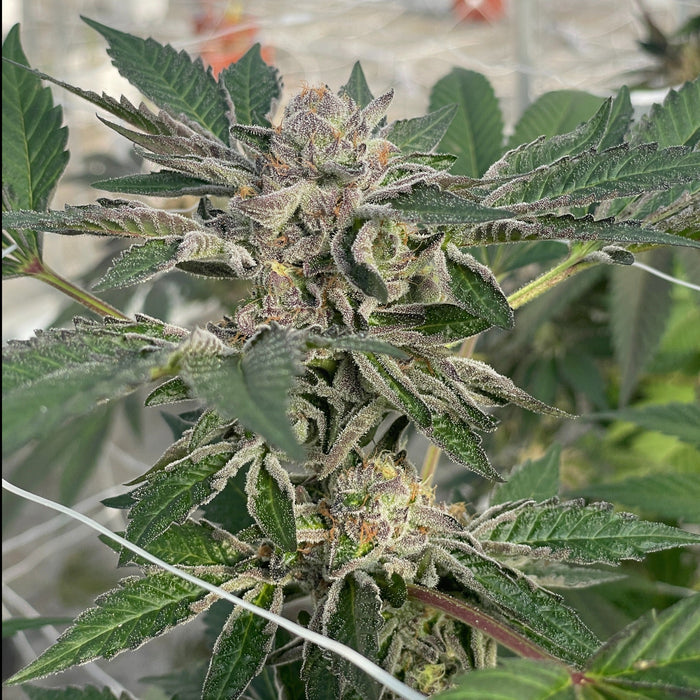 Willy's Winery Feminized Cannabis Seeds