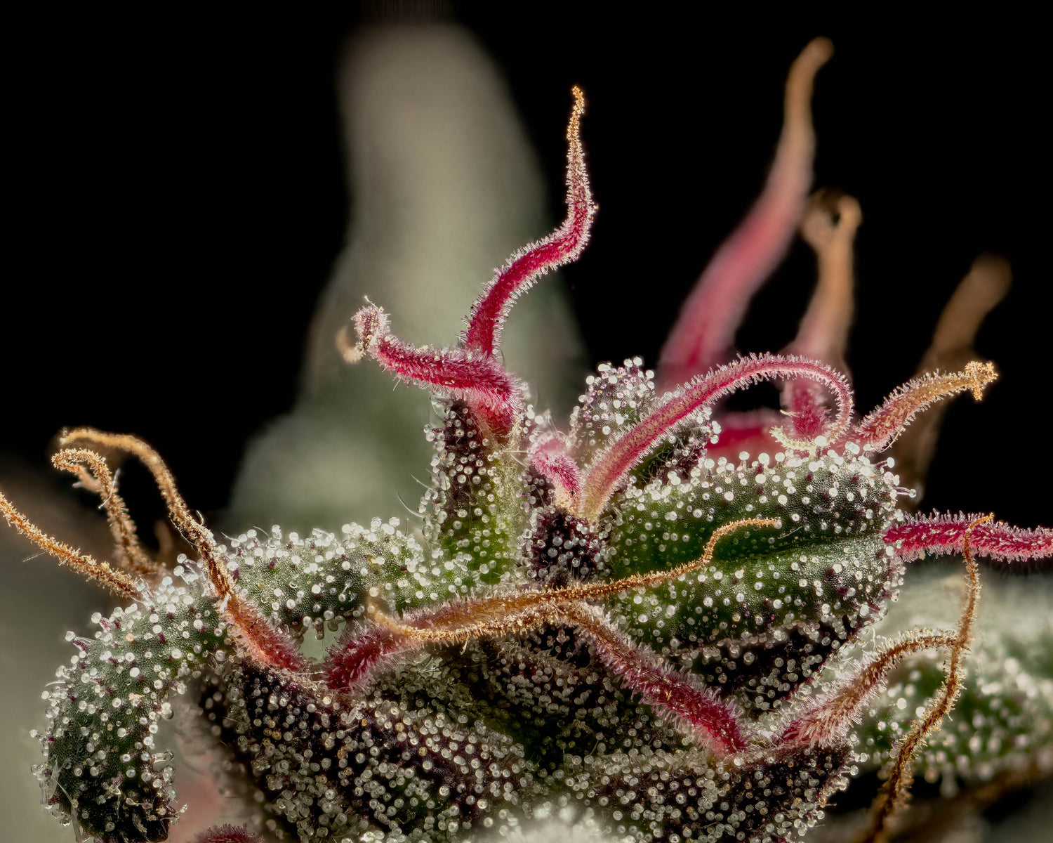 Cherry Sunrise Close Up Cannabis Photo
