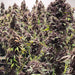 Trilogene Ultra Pink 3N Triploid seeds, Cannabis Seed Bank USA
