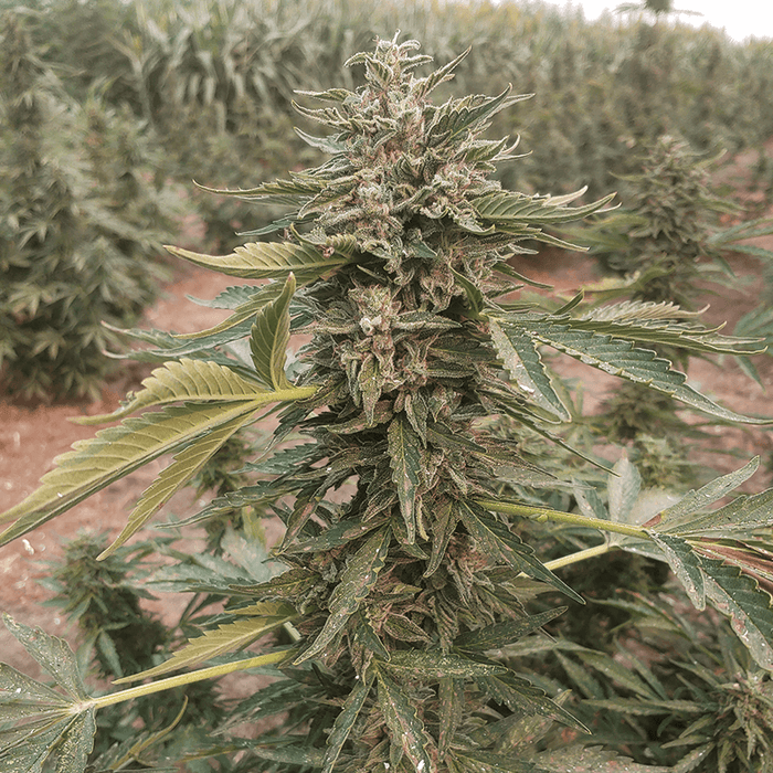 Close up image of Auto Bot plant.
